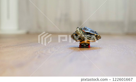 close-up shot of a turtle placed on a skateboard, rolling across a smooth wooden surface. The unusual combination creates a whimsical and imaginative moment indoors. close-up shot of a turtle placed on a skateboard, rolling across a smooth wooden surface. The unusual combination creates a whimsical and imaginative moment indoors. 122601667