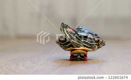 close-up shot of a turtle placed on a skateboard, rolling across a smooth wooden surface. The unusual combination creates a whimsical and imaginative moment indoors. 122601674