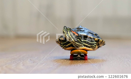 turtle is seen gliding on a tiny skateboard indoors, creating a whimsical and amusing scene. This image blends the charm of nature with an imaginative twist on everyday life. 122601676