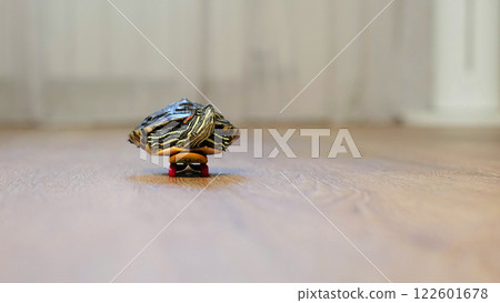 turtle is seen gliding on a tiny skateboard indoors, creating a whimsical and amusing scene. This image blends the charm of nature with an imaginative twist on everyday life. turtle is seen gliding on a tiny skateboard indoors, creating a whimsical and amusing scene. This image blends the charm of nature with an imaginative twist on everyday life. 122601678
