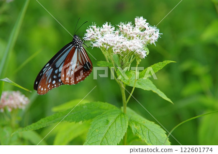 紫荊花和栗虎 122601774