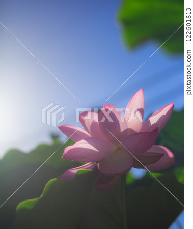 夏季伊豆之旅：浮潛與游泳 122601813