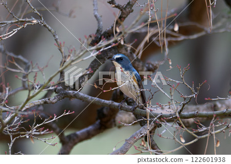 Ruribitaki male Ruribitaki male 122601938