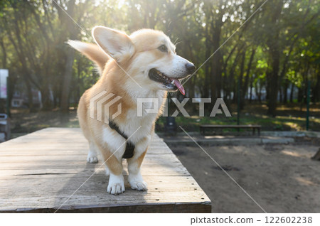Corgi on a wooden table in a sunny park. 122602238