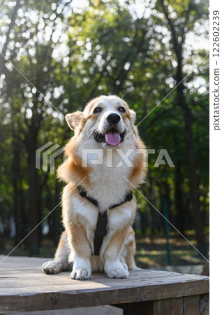 Welsh corgi on a wooden platform in the park. Welsh corgi on a wooden platform in the park. 122602239