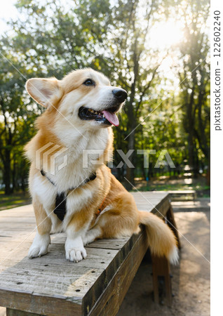 Welsh corgi on a wooden platform in the park. Welsh corgi on a wooden platform in the park. 122602240