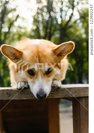Close-up of a Welsh corgi resting on a wooden platform. Close-up of a Welsh corgi resting on a wooden platform. 122602247