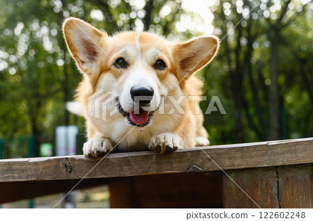 Welsh corgi lying on a wooden platform outdoors. 122602248
