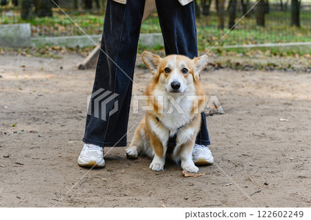 Welsh corgi sitting between owner's legs in park. 122602249