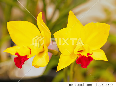 Flowers around the house, various seasonal flowers, colorful flowers decorating the greenhouse of the botanical garden have bloomed 122602382