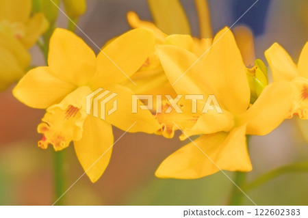 Flowers around the house, various seasonal flowers, colorful flowers decorating the greenhouse of the botanical garden have bloomed Flowers around the house, various seasonal flowers, colorful flowers decorating the greenhouse of the botanical garden have bloomed 122602383