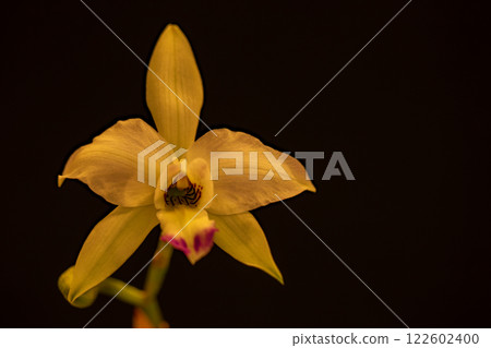 Flowers around the house, various seasonal flowers, colorful flowers decorating the greenhouse of the botanical garden have bloomed 122602400