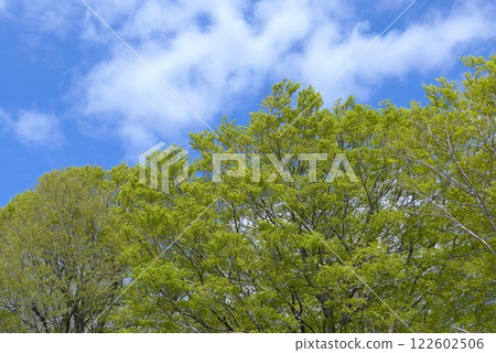 Fresh green beech 122602506