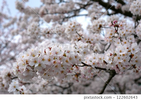 Cherry tree in full bloom Cherry tree in full bloom 122602643