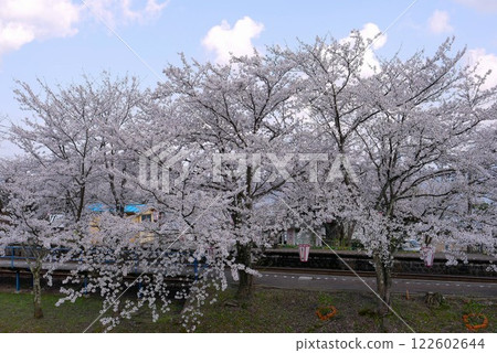 Cherry Blossoms Cherry Blossoms 122602644