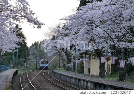 Noto Sakura Station during cherry blossom season 122602647