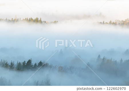 Natural background with pine forest tops in white mist, Gauja National Park Sigulda, Latvia Natural background with pine forest tops in white mist, Gauja National Park Sigulda, Latvia 122602970