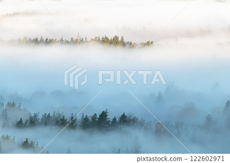 Natural background with pine forest tops in white mist, Gauja National Park Sigulda, Latvia Natural background with pine forest tops in white mist, Gauja National Park Sigulda, Latvia 122602971