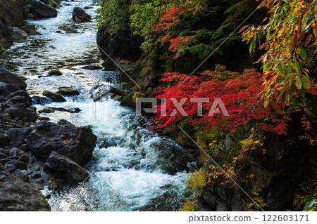 Okutama Autumn Leaves Family Trip Day Trip 122603171