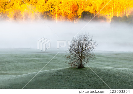 Autumn frosty morning landscape with tree in the foreground and white fog and forest in background 122603294