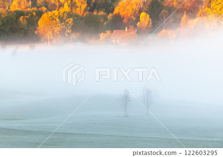 Autumn morning landscape with two trees in foreground and white fog and forest in the background Autumn morning landscape with two trees in foreground and white fog and forest in the background 122603295