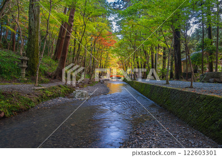 Autumn foliage at the Momiji Festival at Oguni Shrine, Ichinomiya, Totomi Province, in Morimachi (Shizuoka Prefecture) 122603301