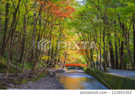 Autumn foliage at the Momiji Festival at Oguni Shrine, Ichinomiya, Totomi Province, in Morimachi (Shizuoka Prefecture) 122603302
