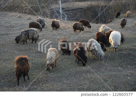 A herd of sheep grazing in a lush green field with shaded trees 122603577
