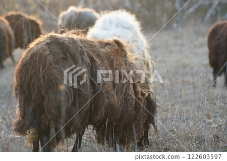 A herd of sheep grazing in a green field with trees behind A herd of sheep grazing in a green field with trees behind 122603597