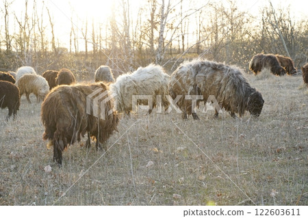 A herd of sheep grazing in a green field with trees behind A herd of sheep grazing in a green field with trees behind 122603611