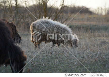 A herd of sheep grazing in a lush green field with trees behind A herd of sheep grazing in a lush green field with trees behind 122603619