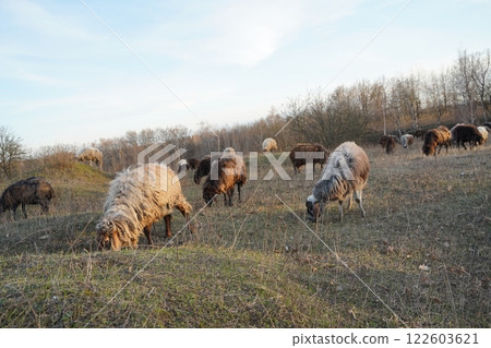 A large flock of sheep grazing in a field with trees behind 122603621