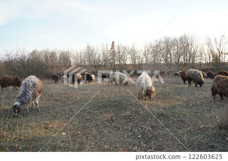 A large flock of sheep grazing in a field with trees behind A large flock of sheep grazing in a field with trees behind 122603625