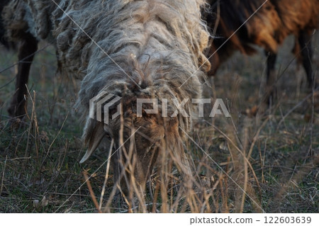 A large herd of sheep is peacefully grazing in a lush green field 122603639