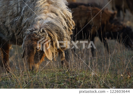 A detailed closeup of a sheep grazing on lush green grass in a field 122603644