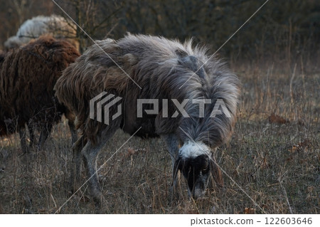 A lone sheep is peacefully grazing in an open field of dry grass 122603646