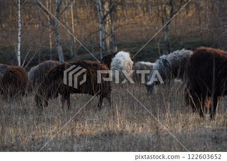 A herd of sheep grazes peacefully in a field with trees behind 122603652