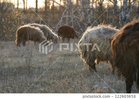 A herd of sheep grazing in a lush field with trees in the background A herd of sheep grazing in a lush field with trees in the background 122603658