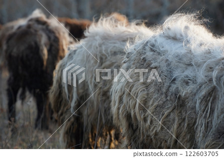 A detailed close up view of a sheeps back covered with fluffy wool A detailed close up view of a sheeps back covered with fluffy wool 122603705