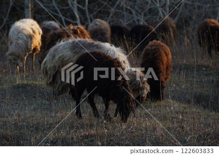 A herd of sheep grazes in a lush field, shaded by trees 122603833