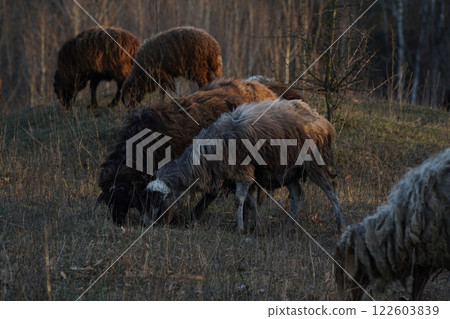 A flock of sheep grazes in a field, serene for wildlife observation A flock of sheep grazes in a field, serene for wildlife observation 122603839