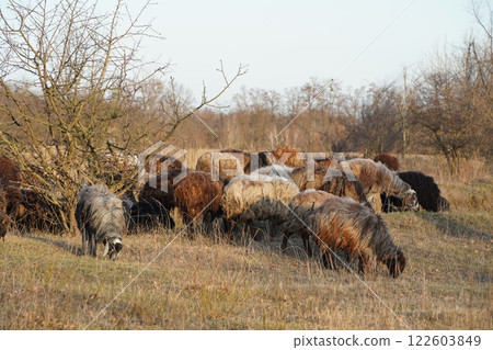 A flock of sheep grazes in a field, serene for wildlife observation 122603849