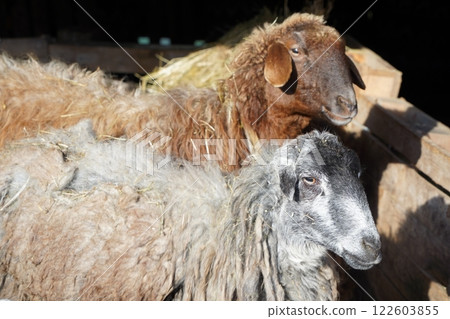Detailed closeup of a sheeps face with a blurred background Detailed closeup of a sheeps face with a blurred background 122603855
