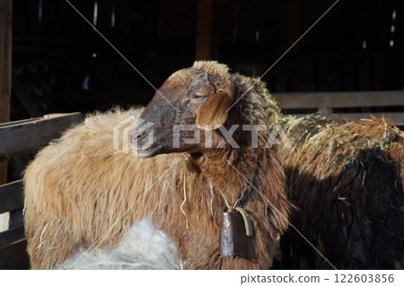 Detailed closeup of a sheeps face with a blurred background Detailed closeup of a sheeps face with a blurred background 122603856