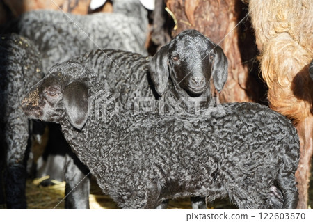 Playful Black Lambs Enjoying Life Amidst Hay A Glimpse into Joyful Farm Living 122603870