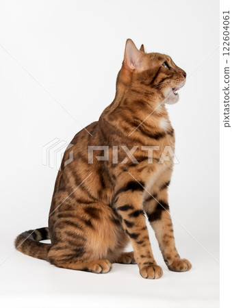Bengal cat with open mouth. 122604061