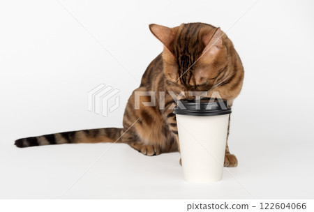 Domestic cat holding paper cup of coffee. 122604066