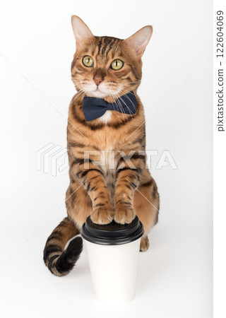 Domestic cat holding paper cup of coffee. Domestic cat holding paper cup of coffee. 122604069
