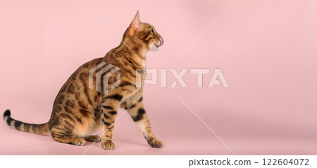 Full length Bengal cat licking lips. 122604072