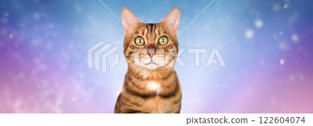 Studio portrait of adult Bengal cat on multicolored background. 122604074